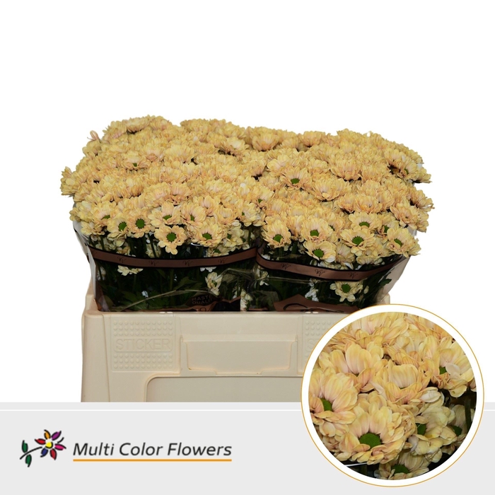 <h4>Chrysanthemum SA 'Bowie'  .color H%</h4>