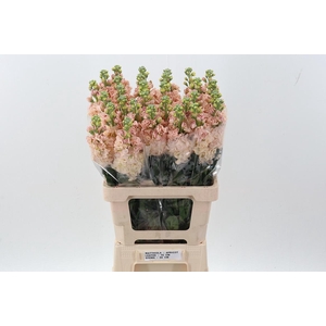 Matth Phantom Apricot