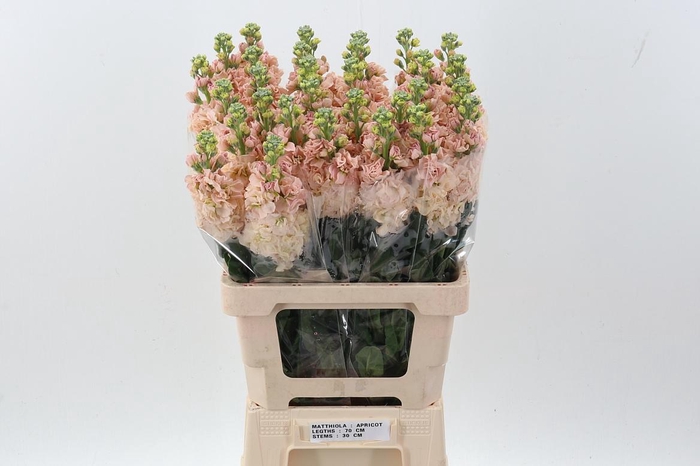 <h4>Matth Phantom Apricot</h4>