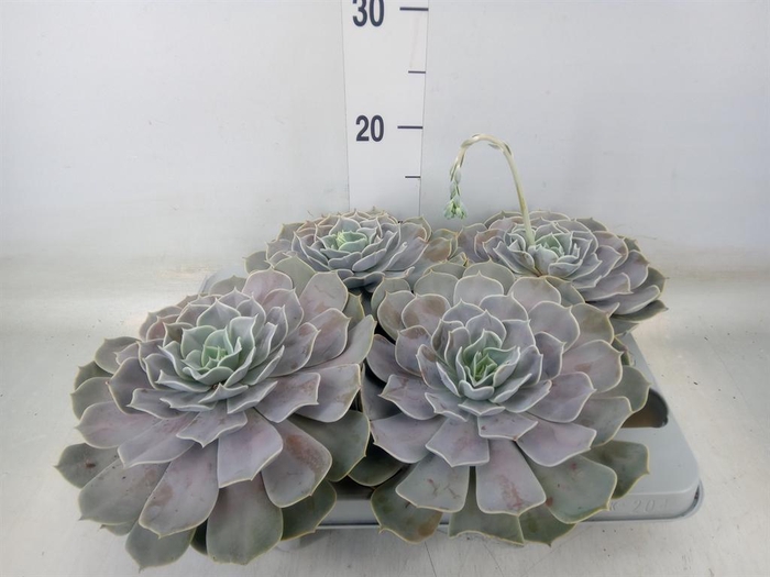 <h4>Echeveria  'Pollux'</h4>