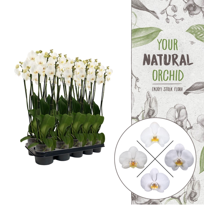 <h4>Your Natural Orchid | White 60/65cm | Phalaenopsis 4 spike</h4>
