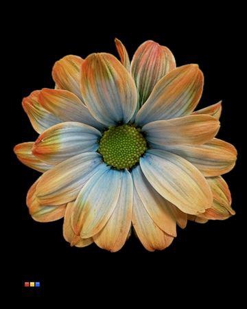 <h4>Chr T Kennedy Vulcano</h4>