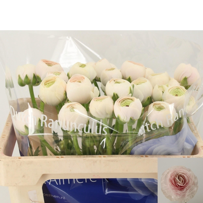 <h4>RAN SU HANOI</h4>