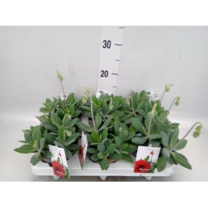 Senecio   ...