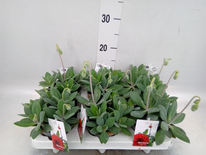 <h4>Senecio   ...</h4>