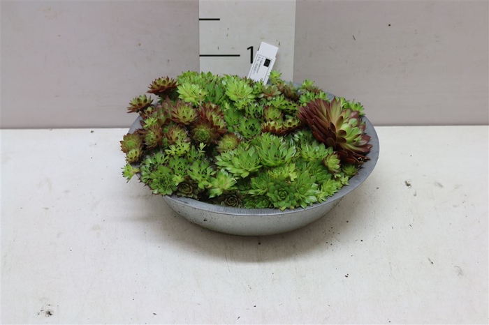 <h4>Sempervivum Mix In Zinken Schaal</h4>