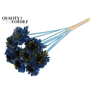 Shola Daisy Sunflower 6cm on stem Splashed Blue/Yellow