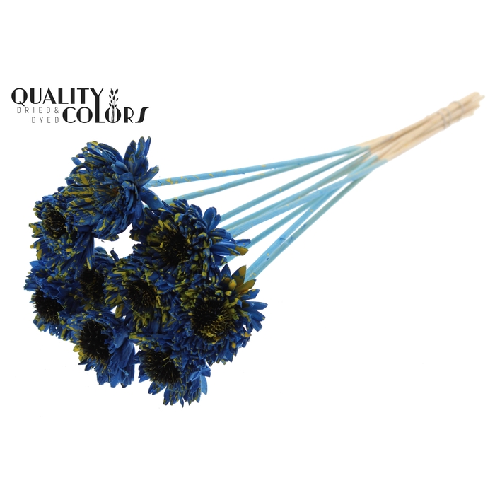 <h4>Shola Daisy Sunflower 6cm on stem Splashed Blue/Yellow</h4>