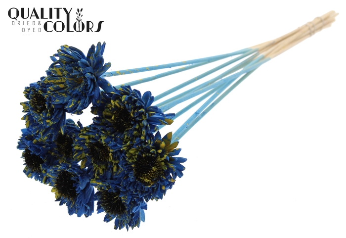 Shola Daisy Sunflower 6cm on stem Splashed Blue/Yellow