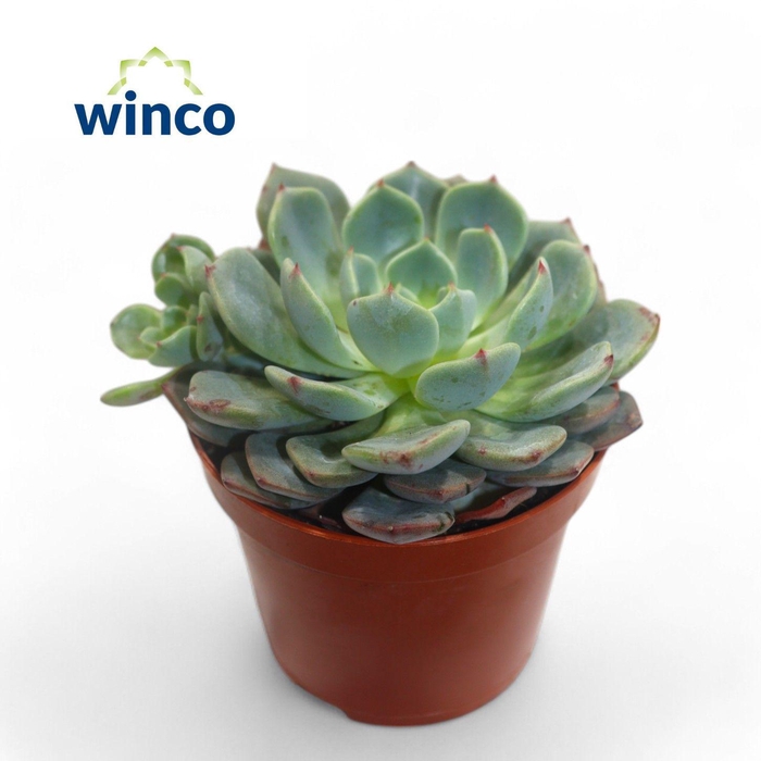 <h4>Echeveria Sitifukumiama</h4>