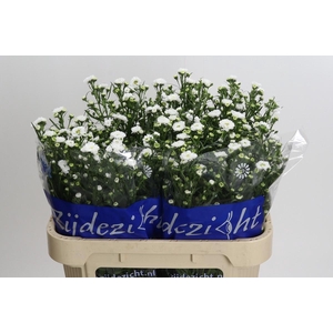 Aster Cassy