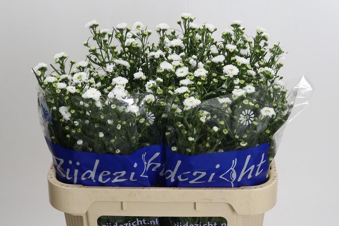 <h4>Aster Cassy</h4>