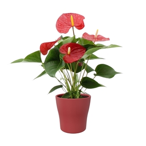 Anthurium Everio in Alicante ceramics