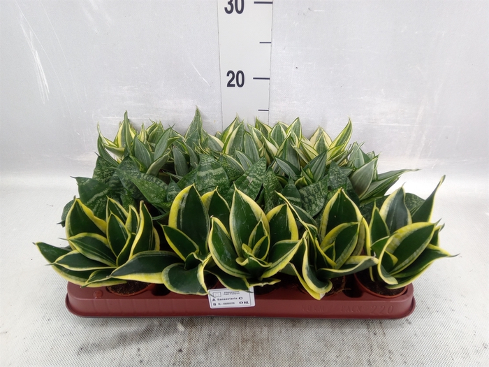 Sansevieria trifa. 'Hahnii'