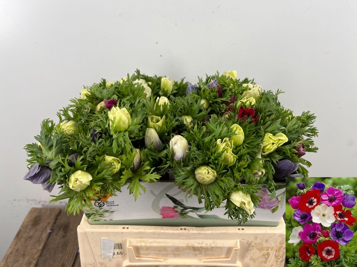 <h4>ANEM CO MAR GEM</h4>