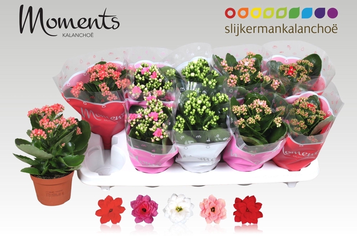 <h4>KAL GE GEM 5 KL</h4>