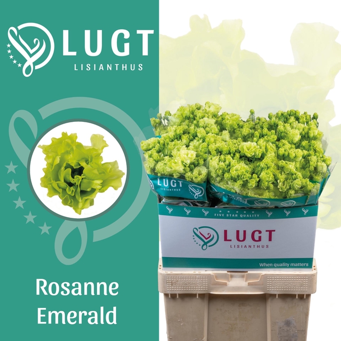 <h4>Lisianthus Rosanne Emerald</h4>