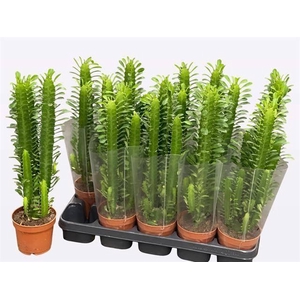 EUPHOR TRIGONA
