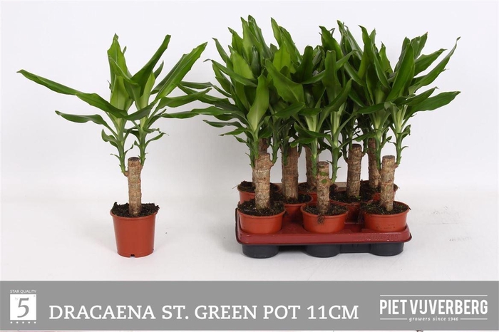 arr8 Dra Frag Steudneri