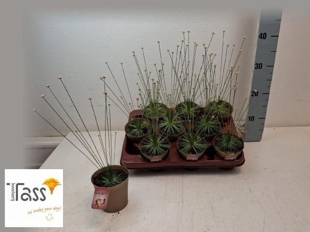 <h4>SYNGONANTHUS MIKADO</h4>