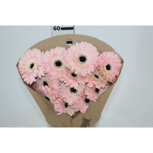 GERBERA DIABLO < 050 CM > 10 CM DIAM
