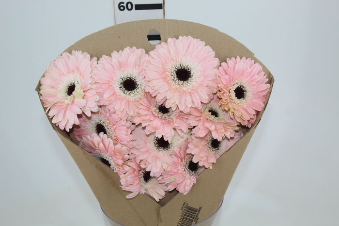 <h4>GERBERA DIABLO < 050 CM > 10 CM DIAM</h4>