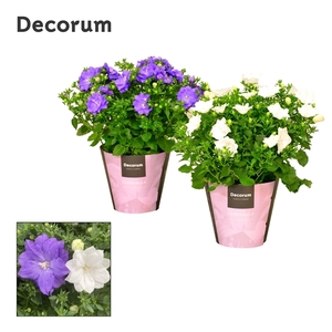 Campanula Dublin Mix Decorum