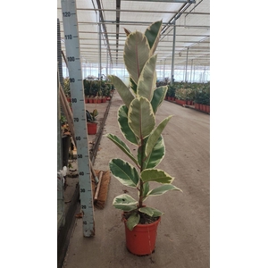 Ficus elastica 'Tineke'