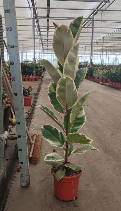 <h4>Ficus elastica 'Tineke'</h4>