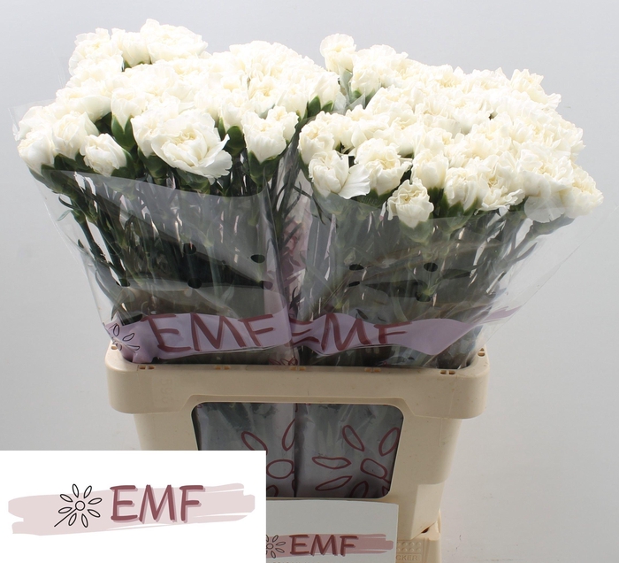 <h4>DI ST EVEREST</h4>