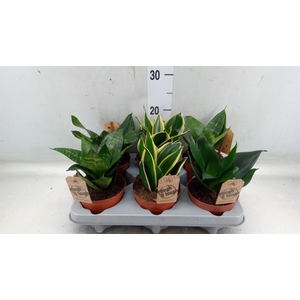 Sansevieria trifa. 'Hahnii'
