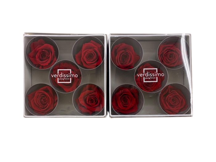 <h4>ARR ROSA POT H%</h4>