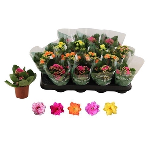 KALAN CALAN MIX ROSALINA P7