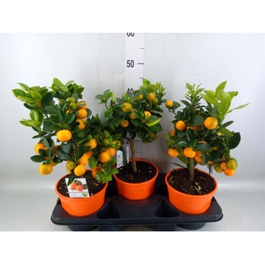 Citrus   ...