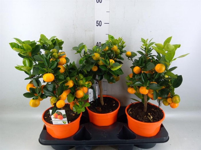 <h4>Citrus   ...</h4>