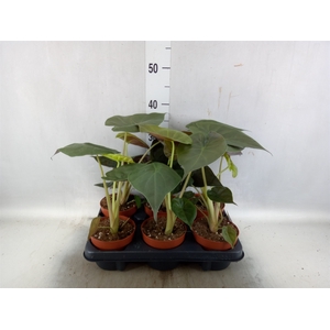 Alocasia wentii