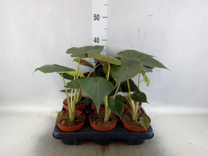 <h4>Alocasia wentii</h4>