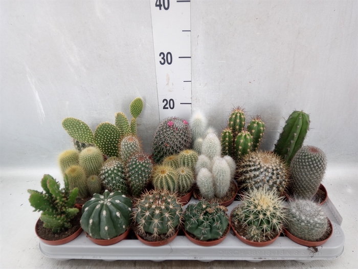 <h4>Cactus   ...mix</h4>