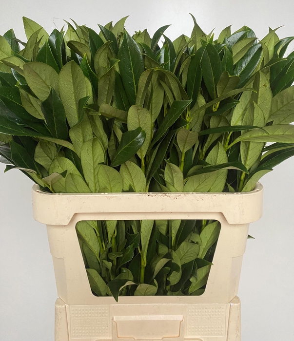 <h4>PRUNUS LAUROCERASUS</h4>