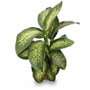 Dieffenbachia overig gemengd