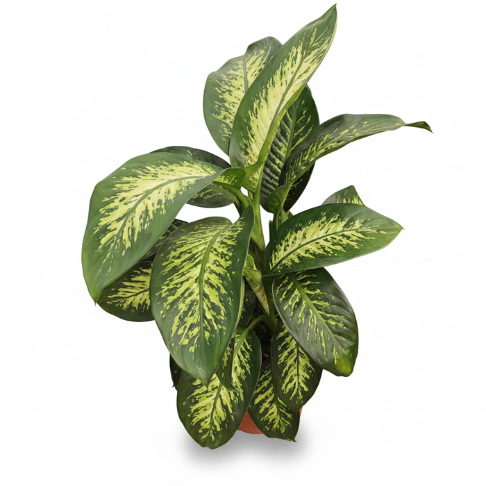 Dieffenbachia overig gemengd