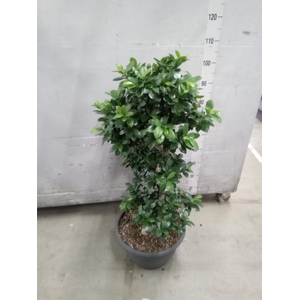 Ficus microcarpa 'Ginseng'