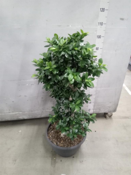 <h4>Ficus microcarpa 'Ginseng'</h4>