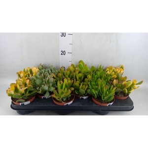 Crassula   ...mix