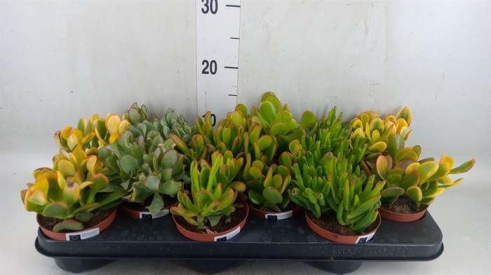 <h4>Crassula   ...mix</h4>