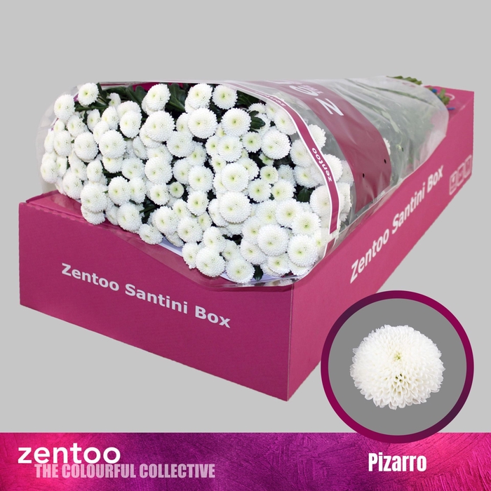<h4>Chrysanthemum SA 'Pizarro'</h4>