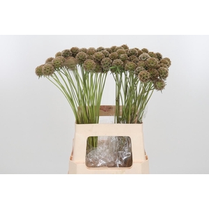Scabiosa Stell Zaaddoos