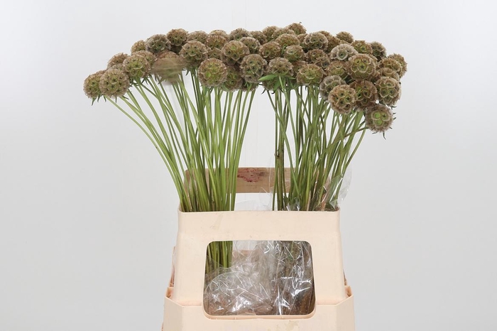 <h4>Scabiosa Stell Zaaddoos</h4>