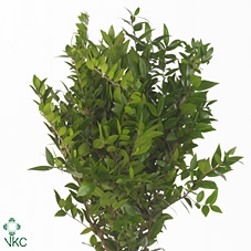 <h4>Mirte 300gr</h4>