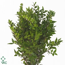 <h4>Mirte 300gr</h4>